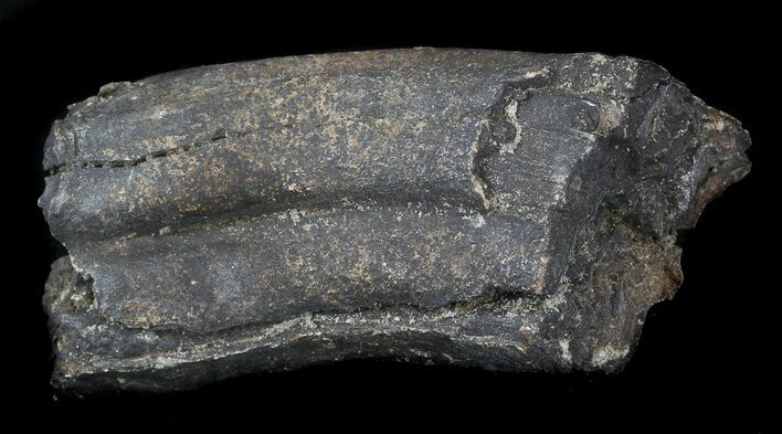 Pleistocene Aged Fossil Horse Tooth - Florida #36040